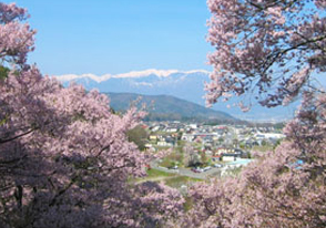 高遠のコヒガン桜バスツアー