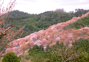 吉野山千本桜と京都フリータイムバスツアー