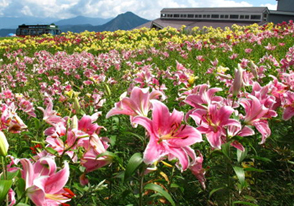 絶景！鏡のような世界 清津峡と雲の上の花畑バスツアー