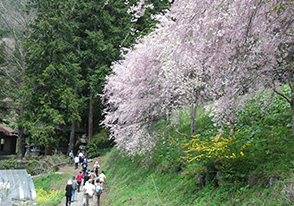 上野村桜のstory