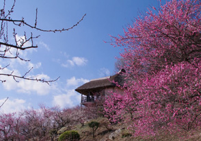 出雲・美保・八重垣神社の出雲良縁三社巡りツアー