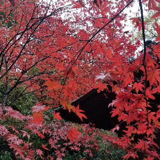 大山阿夫利神社下社と出雲大社相模分祀参拝ツアーのおすすめポイント