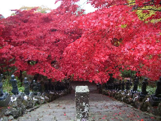 大山阿夫利神社下社と出雲大社相模分祀参拝ツアーのおすすめポイント