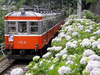箱根あじさい電車ツアーのおすすめポイント詳細