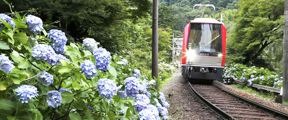 箱根あじさい電車ツアーのヴィジュアル
