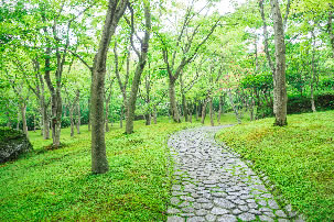 苔庭散策とあじさい咲きそろう名刹散策バスツアーのイメージ