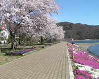 新倉山浅間公園と河口湖桜(イメージ)