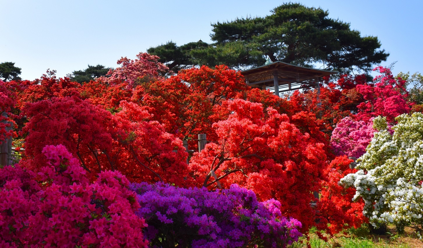 つつじが丘公園