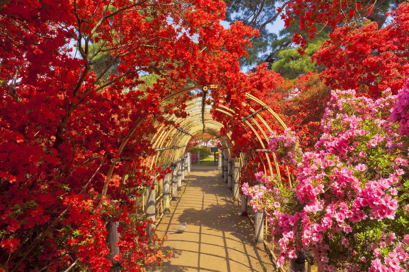 つつじが岡公園