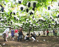 Picking grapes bus tour image5