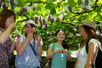 Picking grapes bus tour image2