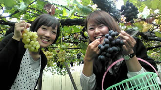 Picking grapes bus tour image3