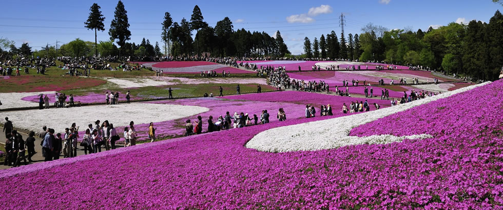 秩父羊山公園の芝桜ツアーPC版