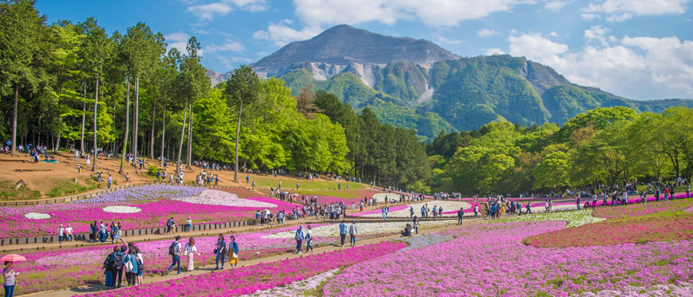 秩父羊山公園の芝桜