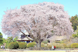 水戸偕楽園の梅と那珂湊おさかな市場バスツアーのおすすめポイント詳細