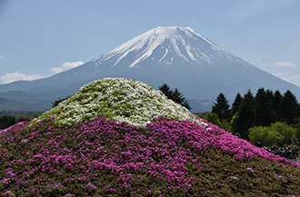 富士芝桜といちご狩り食べ放題バスツアーのおすすめポイント詳細