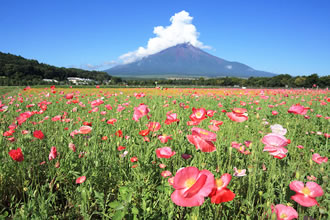 [全国旅行支援対象] 富士芝桜といちご狩り食べ放題バスツアーのおすすめポイント詳細