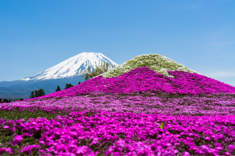 富士山と芝桜