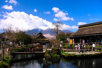 富士芝桜と富士山周遊バスツアーのおすすめポイント詳細