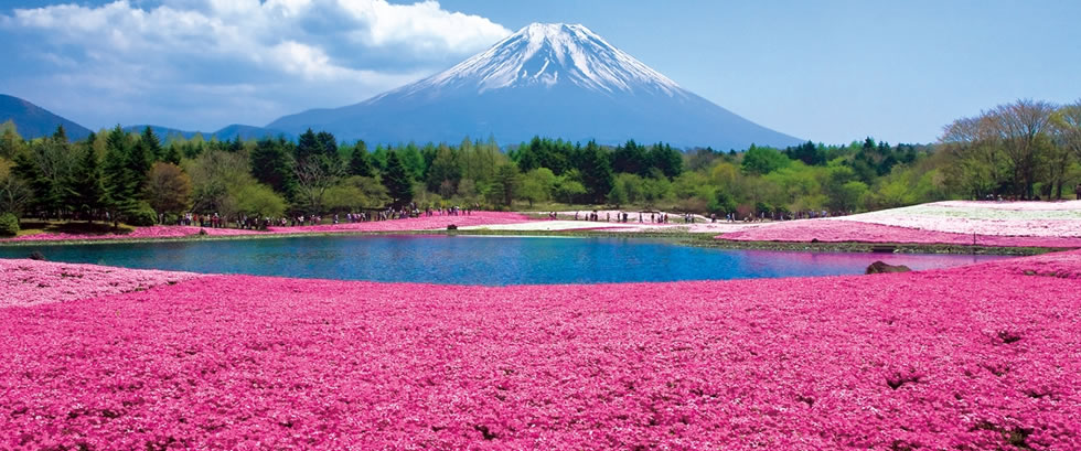 富士芝桜と富士山周遊バスツアー