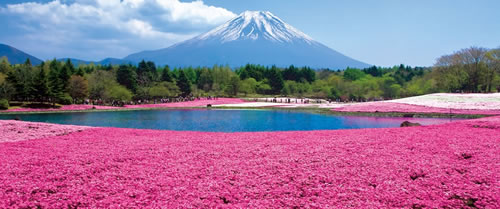 富士芝桜と富士山周遊バスツアー