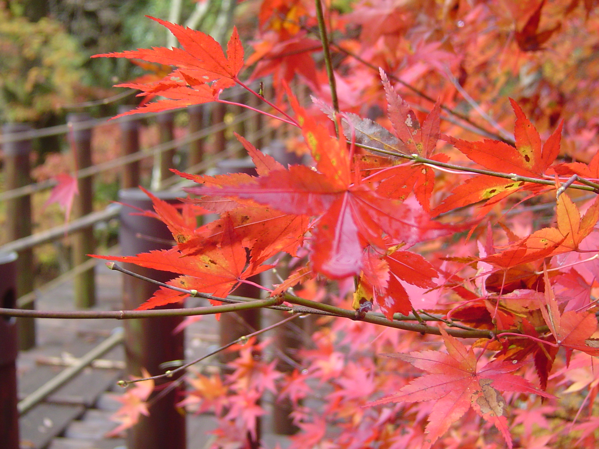 袋田の滝・花貫渓谷バスツアーのイメージ