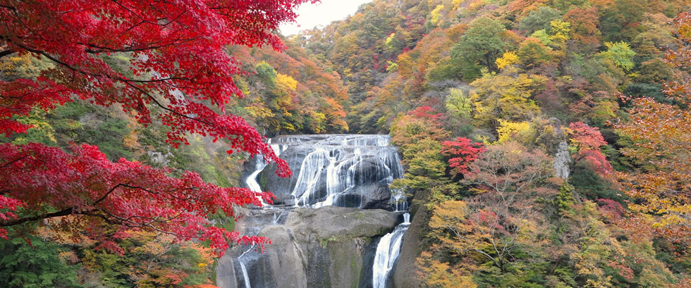 奥久慈紅葉 袋田の滝と竜神大吊橋の紅葉バスツアー 四季の旅バスツアー