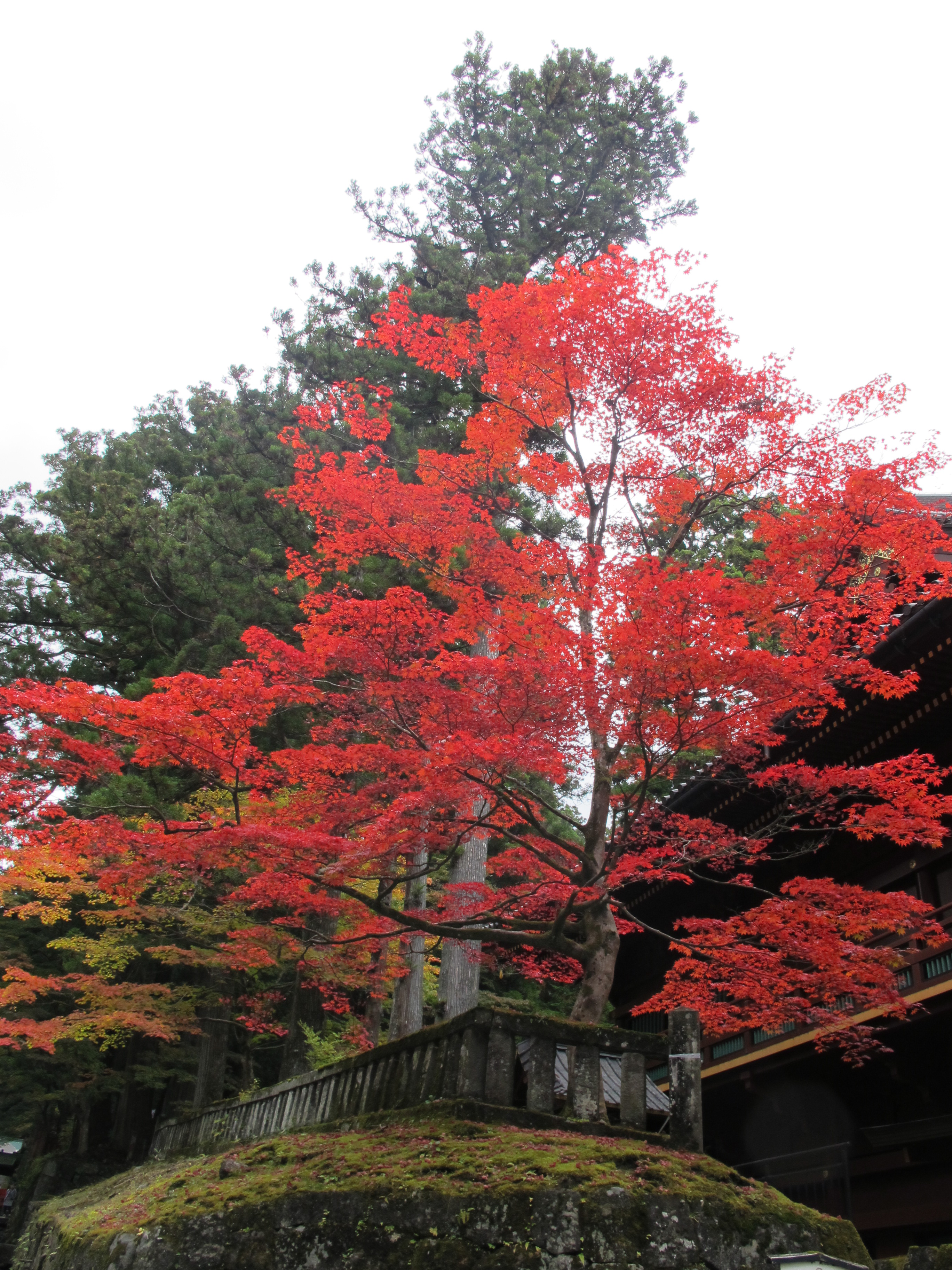 古峯神社と世界遺産日光バスツアーのおすすめポイント