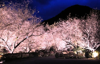 関東二大冬桜と北限のみかん狩りツアーおすすめポイント