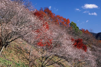 桜山公園でノルディックウォーキング&みかん狩りバスツアー