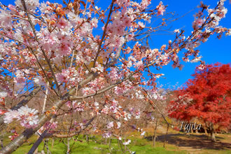 関東二大冬桜と北限のみかん狩りツアーおすすめポイント