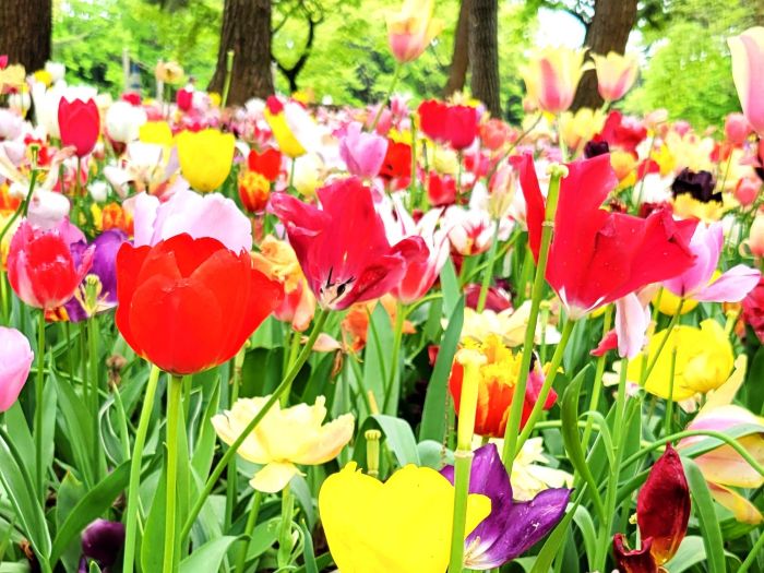 チューリップ