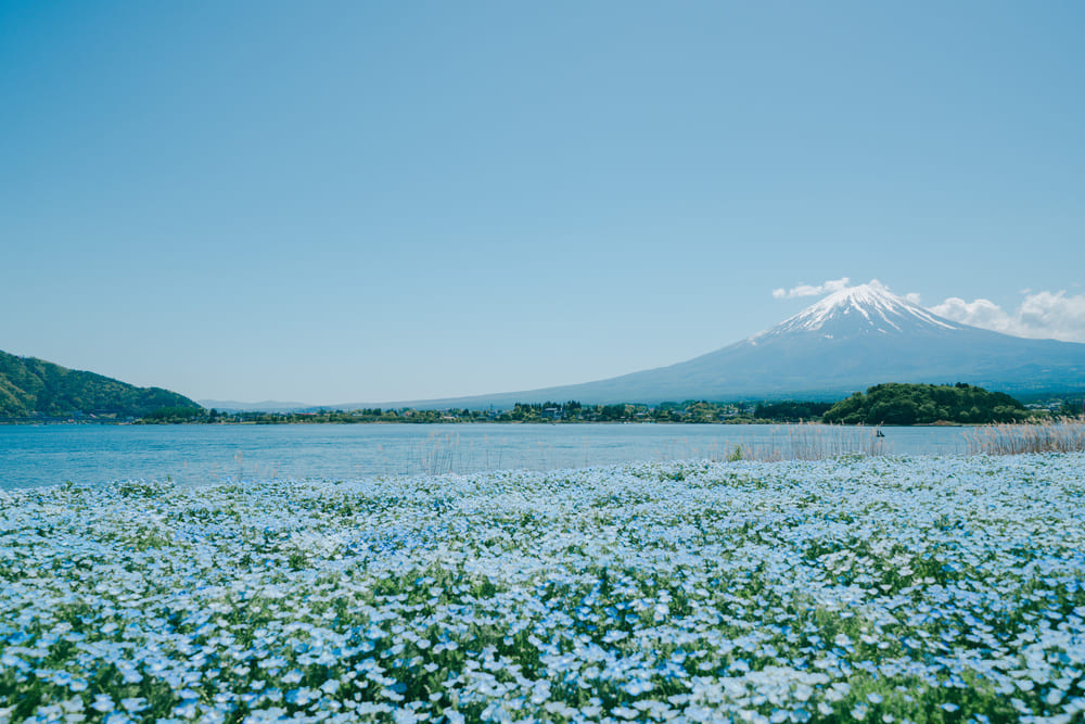 大石公園　ネモフィラ