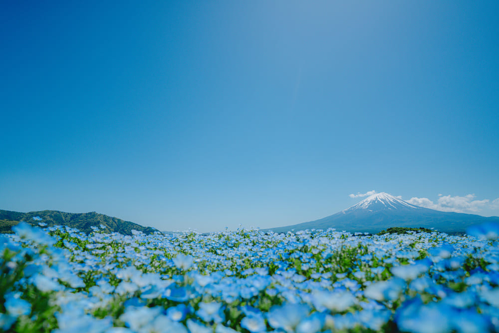富士山とネモフィラ
