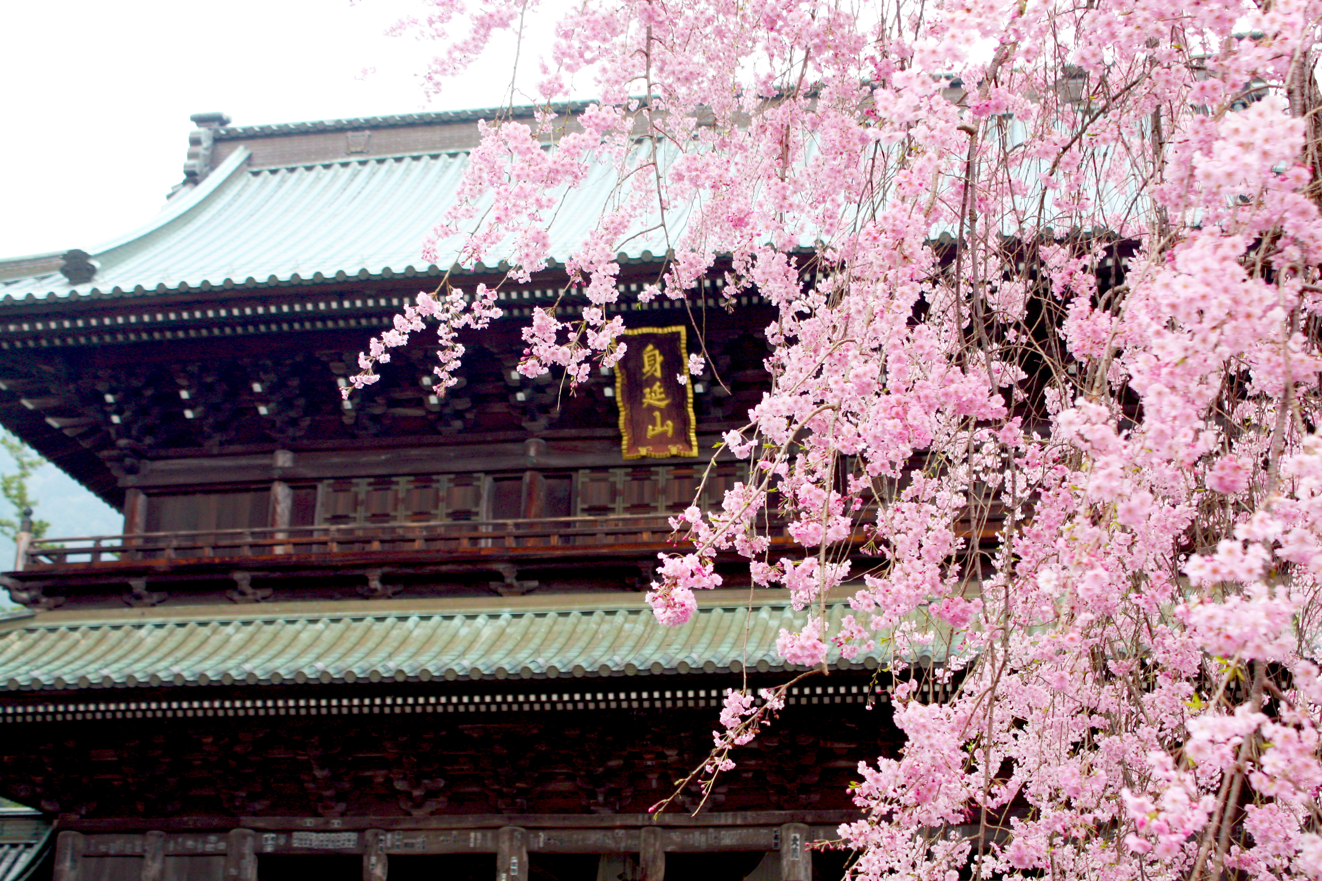 身延山久遠寺しだれ桜