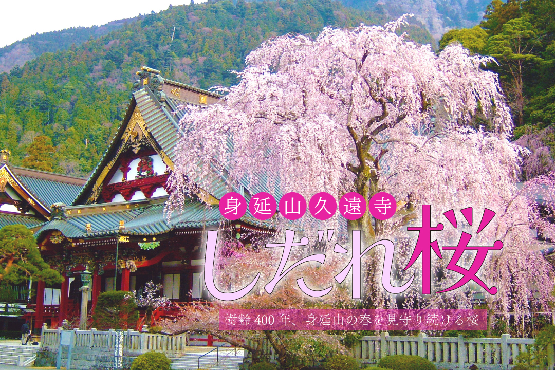 身延山久遠寺のしだれ桜と富士山本宮浅間大社のソメイヨシノツアー