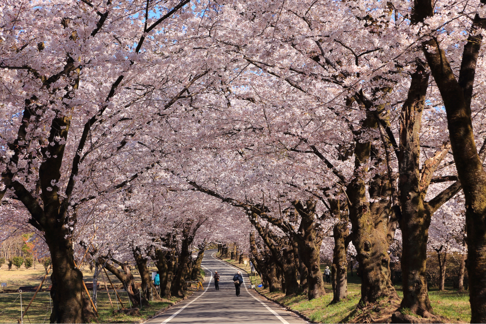 「南面千本桜」と「水沢うどん」の昼食付＆伊香保温泉街をゆったり散策