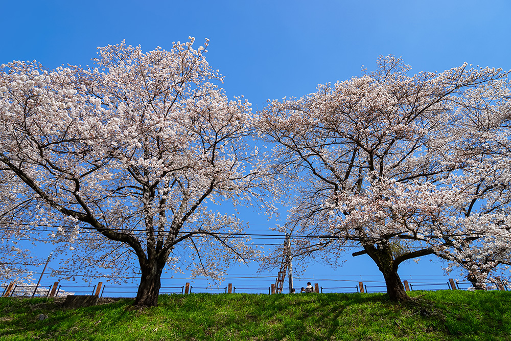 大日影トンネルと甚六桜&甲州ワインビーフとクロワッサン詰め放題バスツアーのおすすめポイント詳細