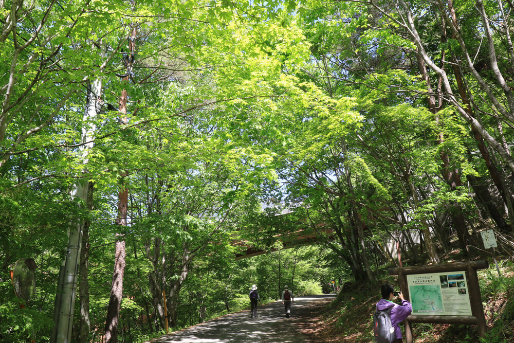 新緑まっさかり最高のハイキング日和