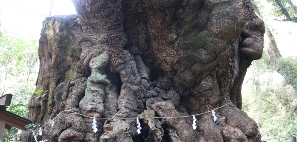 来宮神社御神木