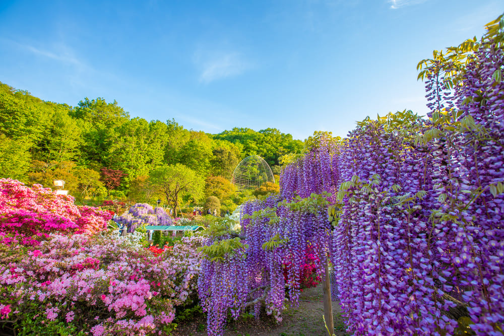 あしかがフラワーパーク