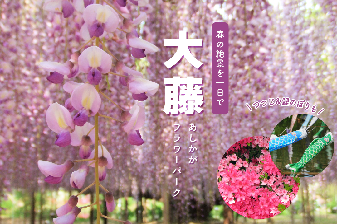 あしかがフラワーパークの大藤と館林つつじバスツアー
