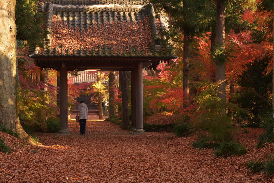 茨城紅葉巡りと茶道体験バスツアーのおすすめポイント詳細