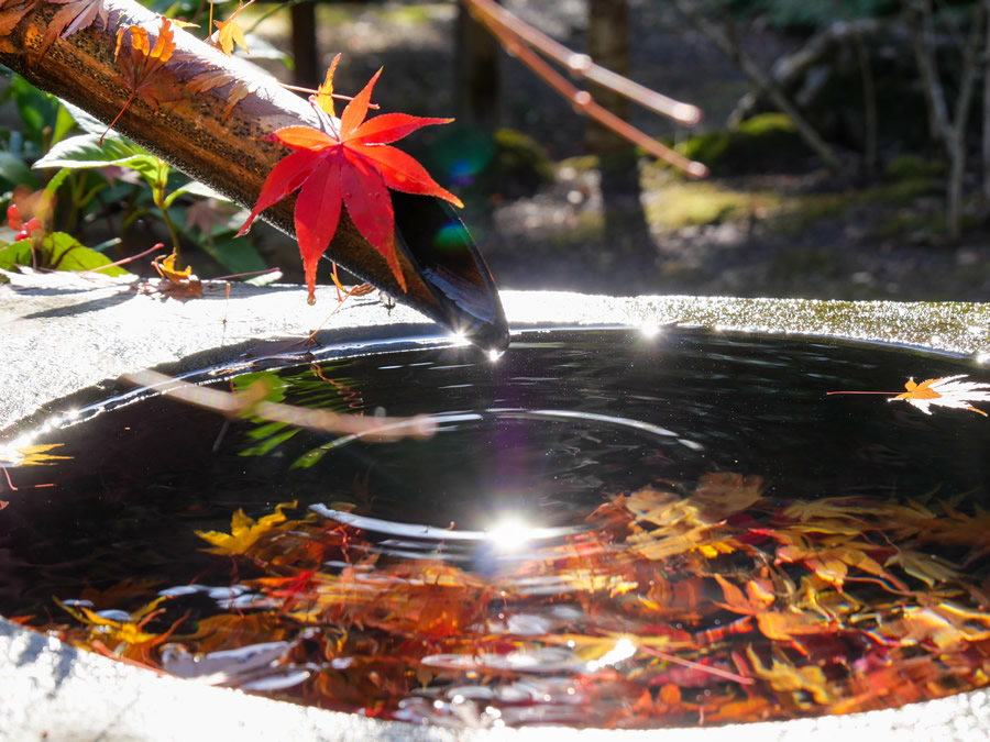 茨城紅葉巡りと茶道体験バスツアーのイメージ