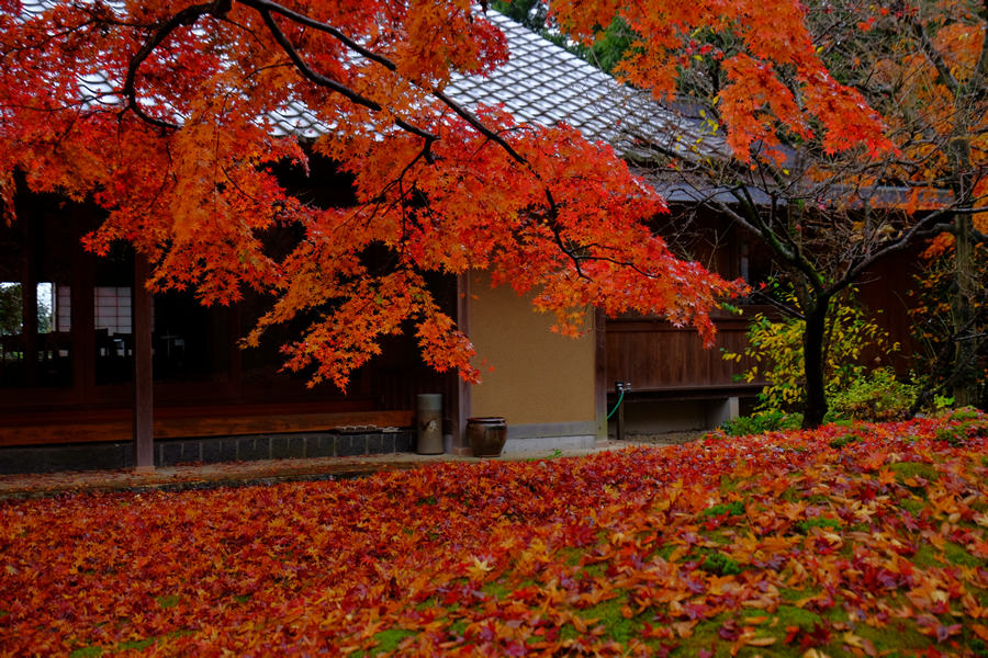 茨城紅葉巡りと茶道体験バスツアー