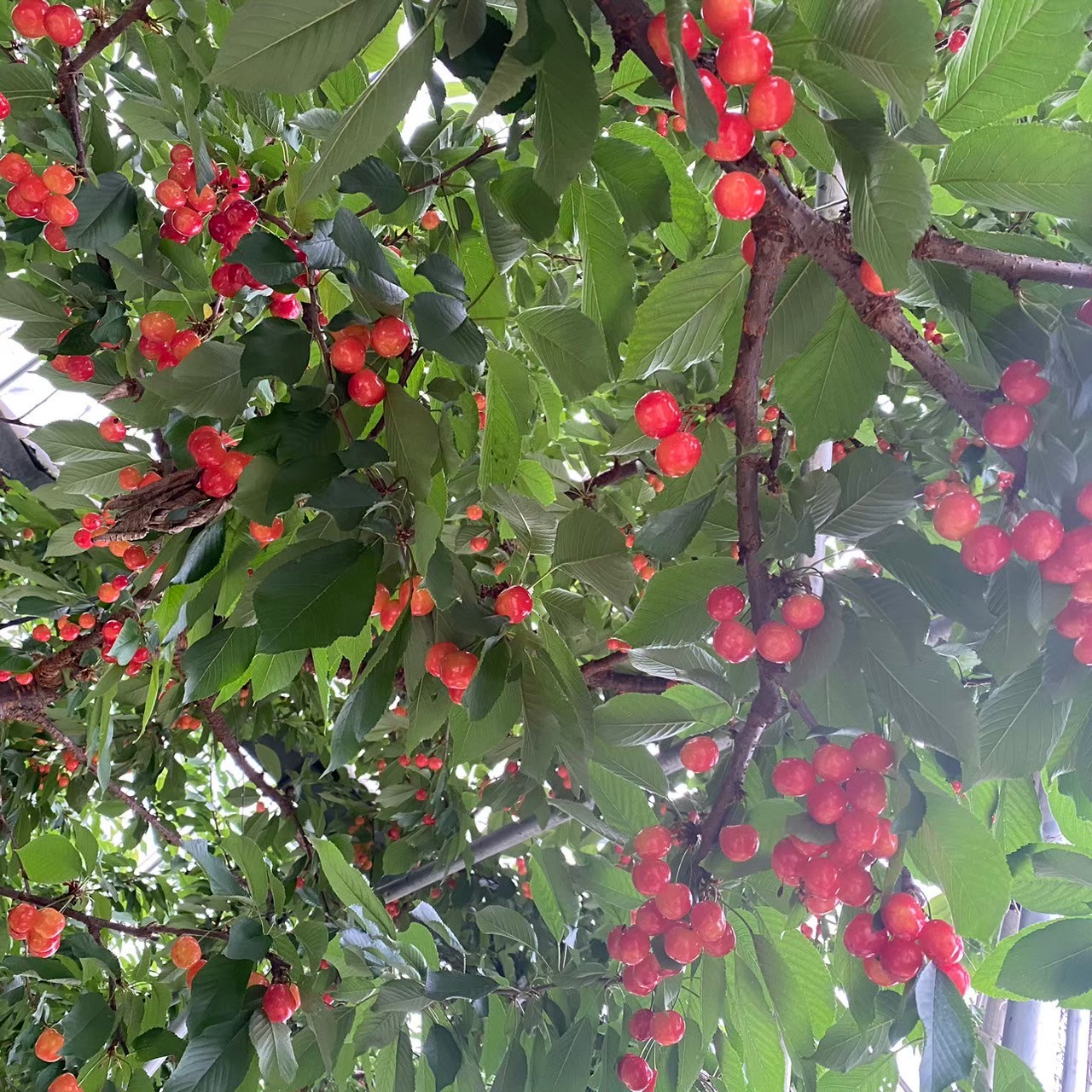 あすなろ園_真っ赤なさくらんぼがたくさん