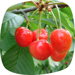 あすなろ園_ツヤツヤでみずみずしいさくらんぼ