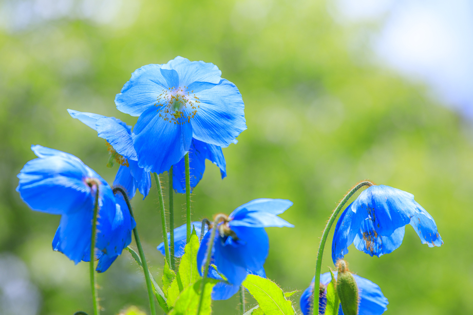 清泉寮 神秘的な青が美しい