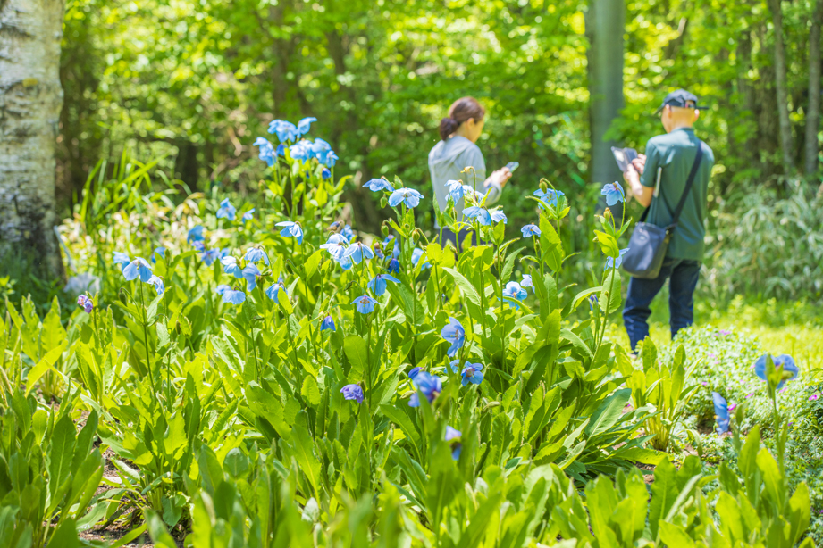 清泉寮_幻の花メコノプシス