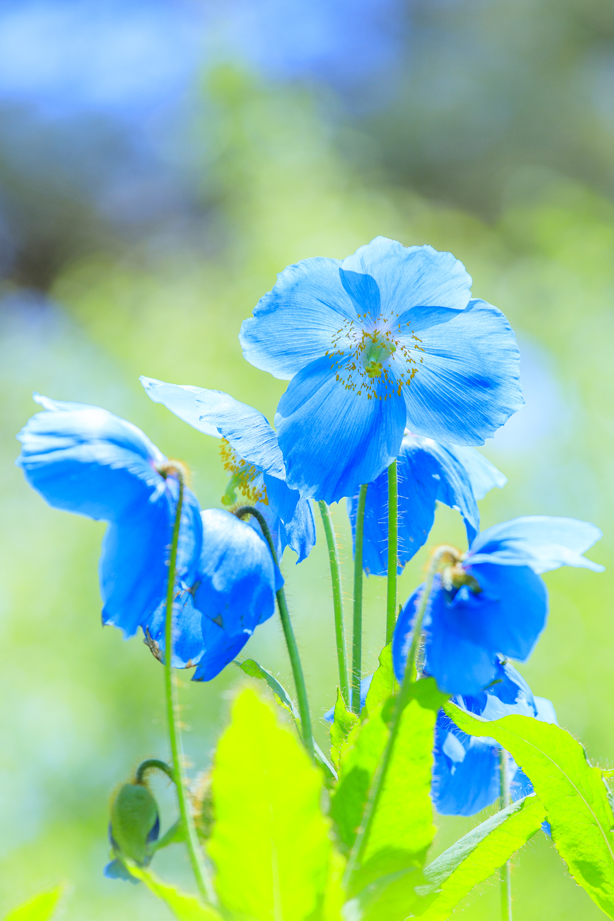 さくらんぼ狩り食べ放題・清泉寮で幻の花を観賞